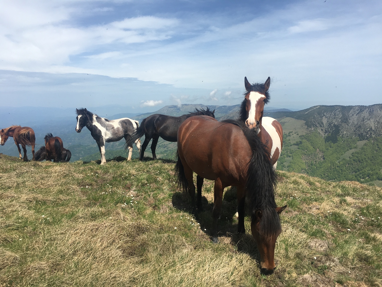 Kontaktaufnahme beidseitig erfolgreich bzw. gegl&uuml;ckt - BH und ich lieben Pferde 